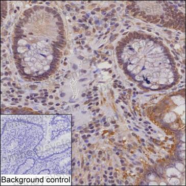 Anti-NUB1 Antibody (R4C54)