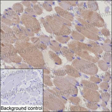Anti-TTN Antibody (R4C55)