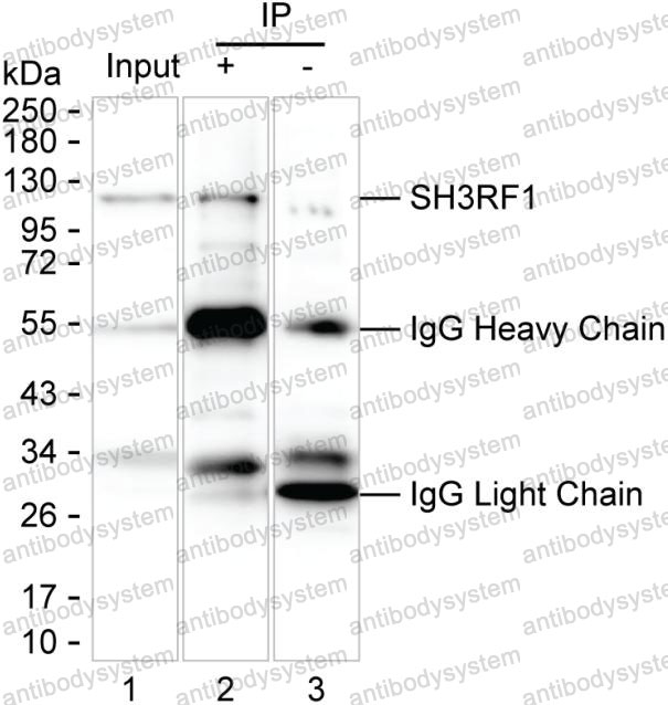 Anti-SH3RF1 Antibody (R4C60)