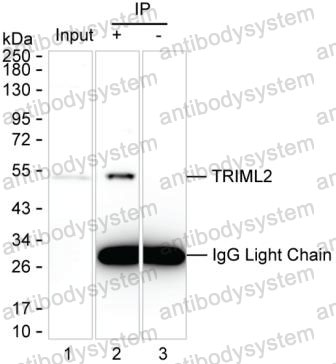 Anti-TRIML2 Antibody (R4C62)