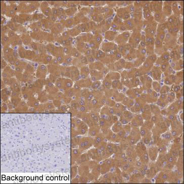 Anti-TRIM7 Antibody (R4C63)