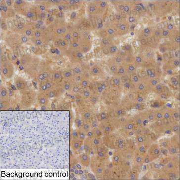 Anti-TRIM10 Antibody (R4C66)