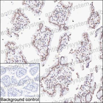 Anti-UHRF2 Antibody (R4C74)