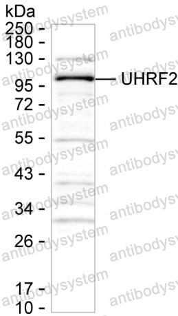 Anti-UHRF2 Antibody (R4C73)