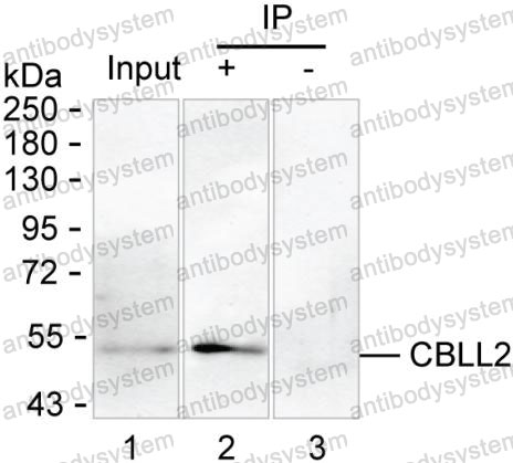 Anti-CBLL2 Antibody (R4C76)