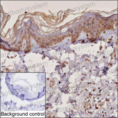 Anti-RPAIN Antibody (R4C98)