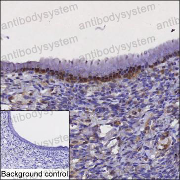 Anti-RPAIN Antibody (R4C99)