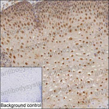 Anti-DTX2 Antibody (R4D03)