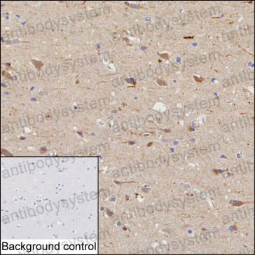 Anti-DRAXIN Antibody (R4D05)