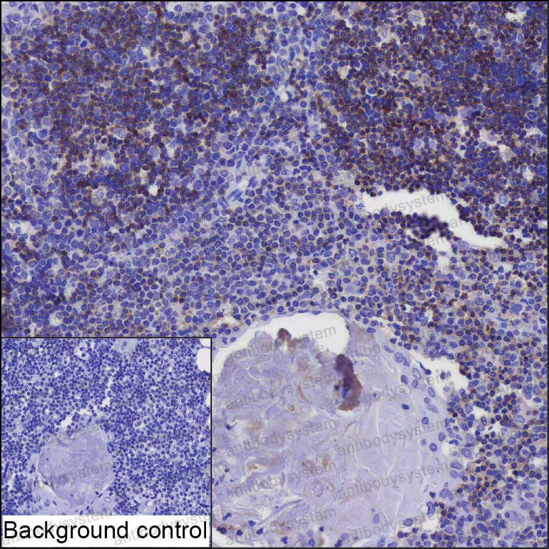 Anti-SIT1 Antibody (R4D09)