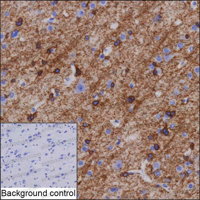 Anti-OPALIN Antibody (R4D12)