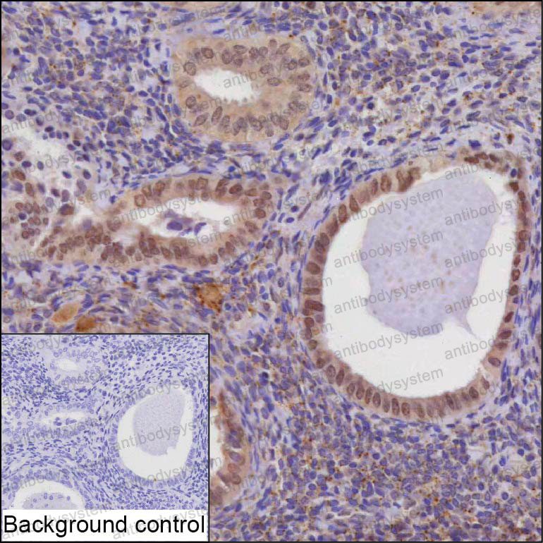 Anti-MLH3 Antibody (R4D16)
