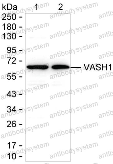 Anti-VASH1 Antibody (R4D17)