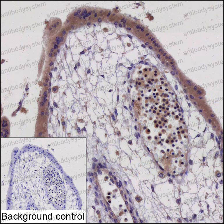 Anti-VASH1 Antibody (R4D18)