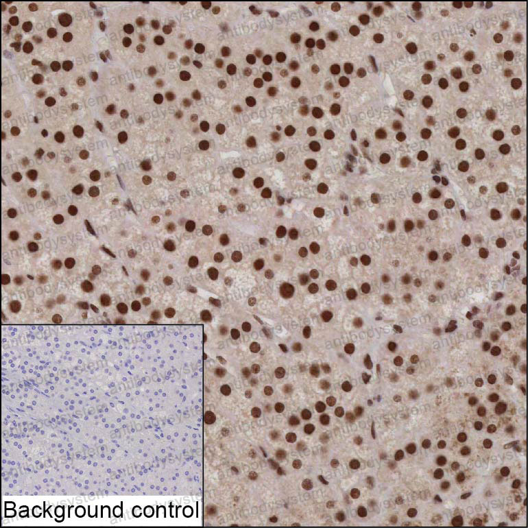 Anti-ZFP90 Antibody (R4D19)