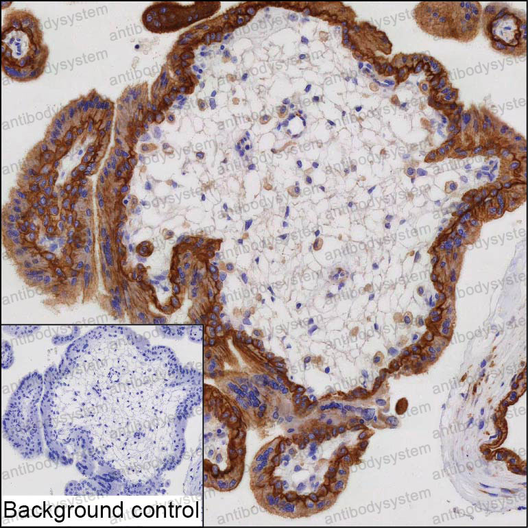 Anti-NGDN Antibody (R4D24)