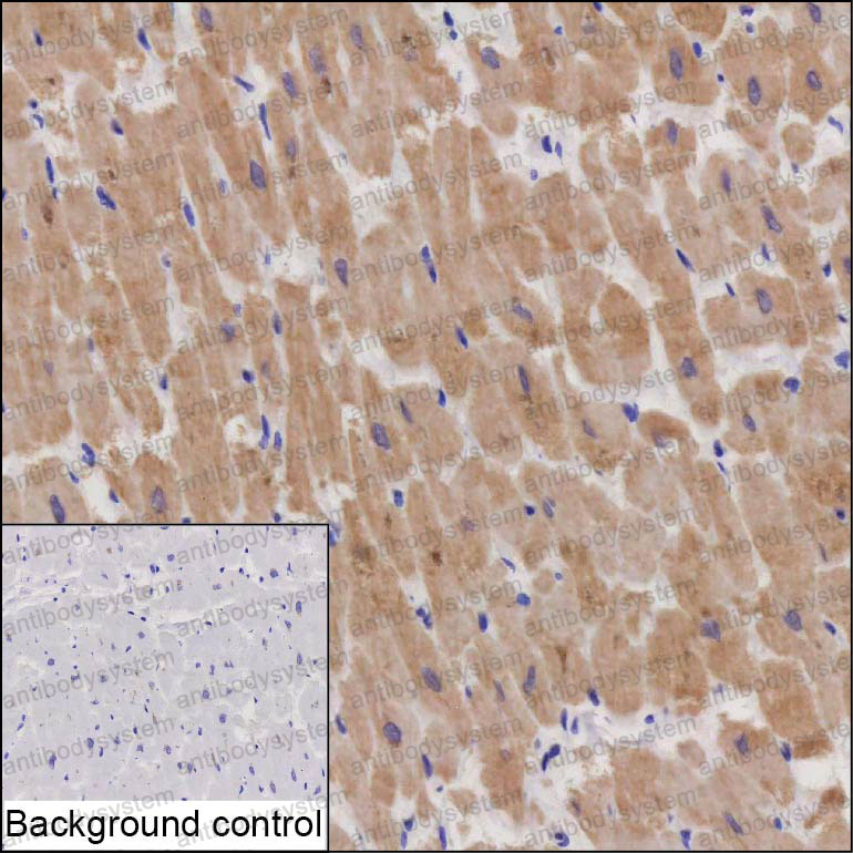 Anti-STX8 Antibody (R4D26)