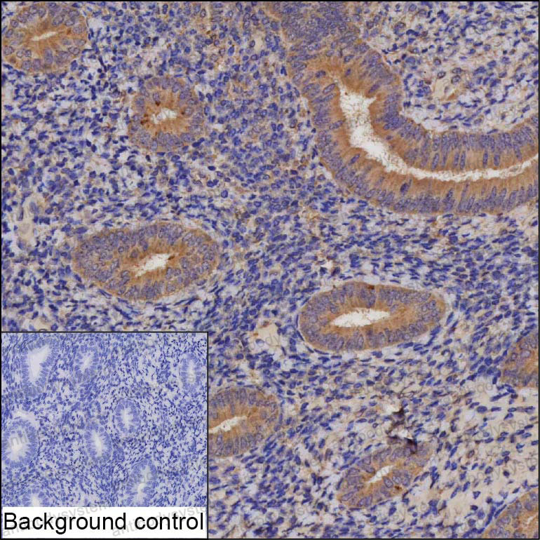 Anti-RNF150 Antibody (R4D41)