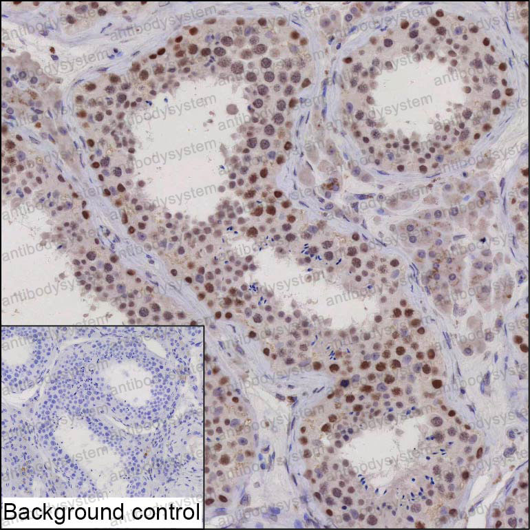 Anti-STAG3 Antibody (R4D51)