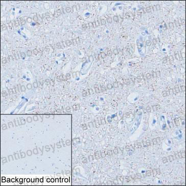Anti-SYNPR Antibody (R4D58)