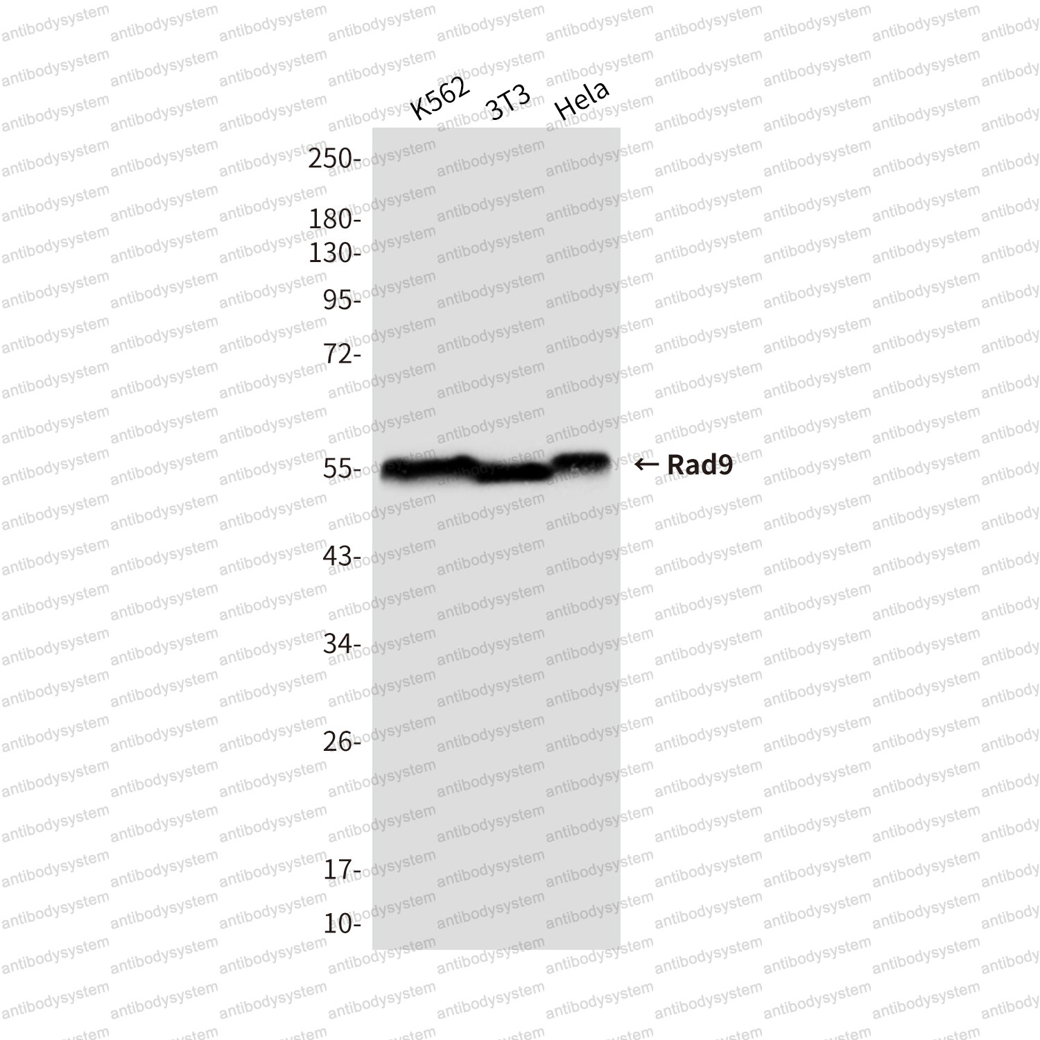 Anti-RAD9A Antibody (R4D67)
