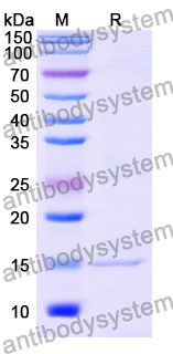 Anti-Mouse CD282/TLR2 Nanobody (SAA0821)