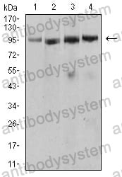 Anti-CD282/TLR2 Antibody (R2V31)