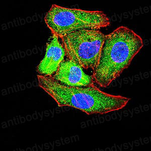 Anti-CD282/TLR2 Antibody (R2V32)