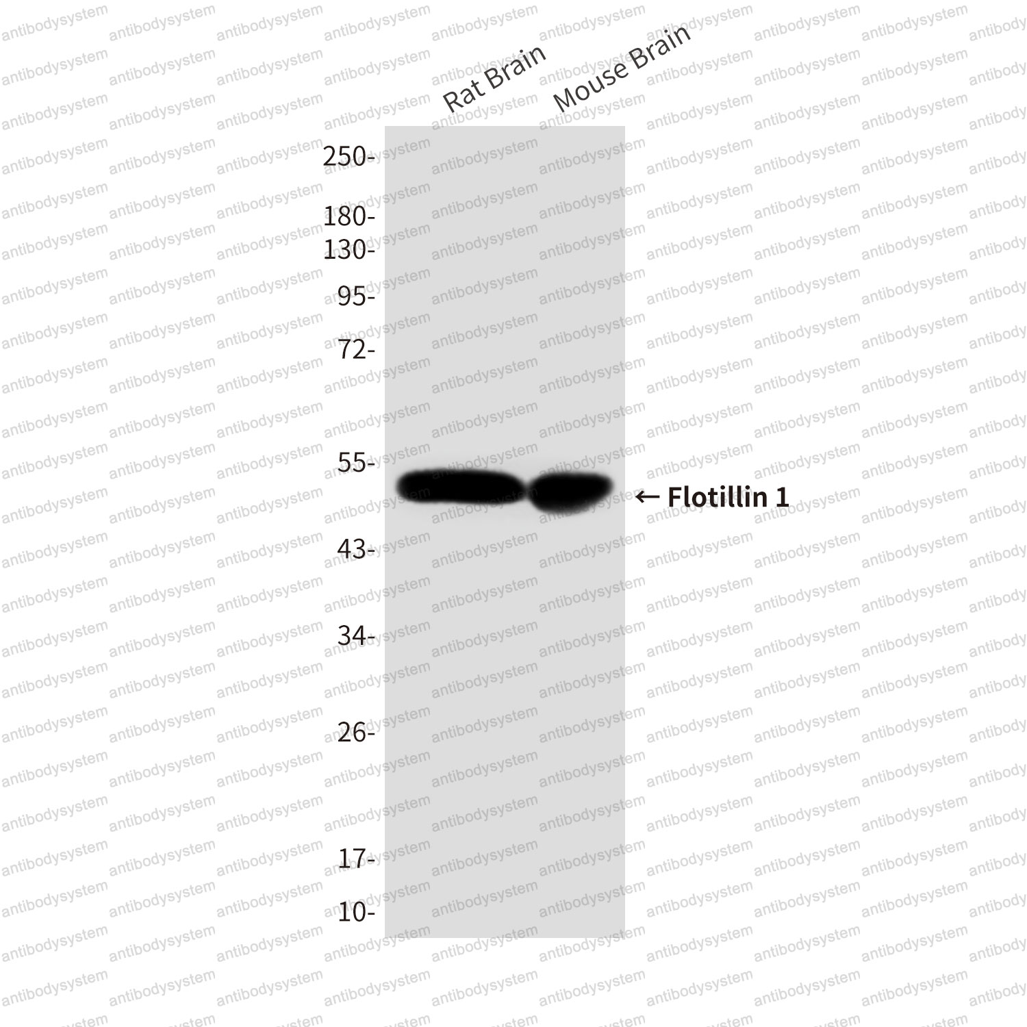 Anti-FLOT1 Antibody (R2V99)