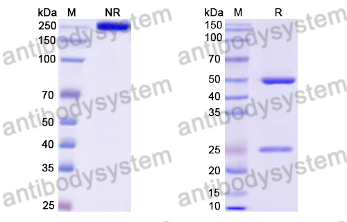 Mouse IgG2a (L234A/L235A), kappa Isotype Control Antibody (HyHEL-10)