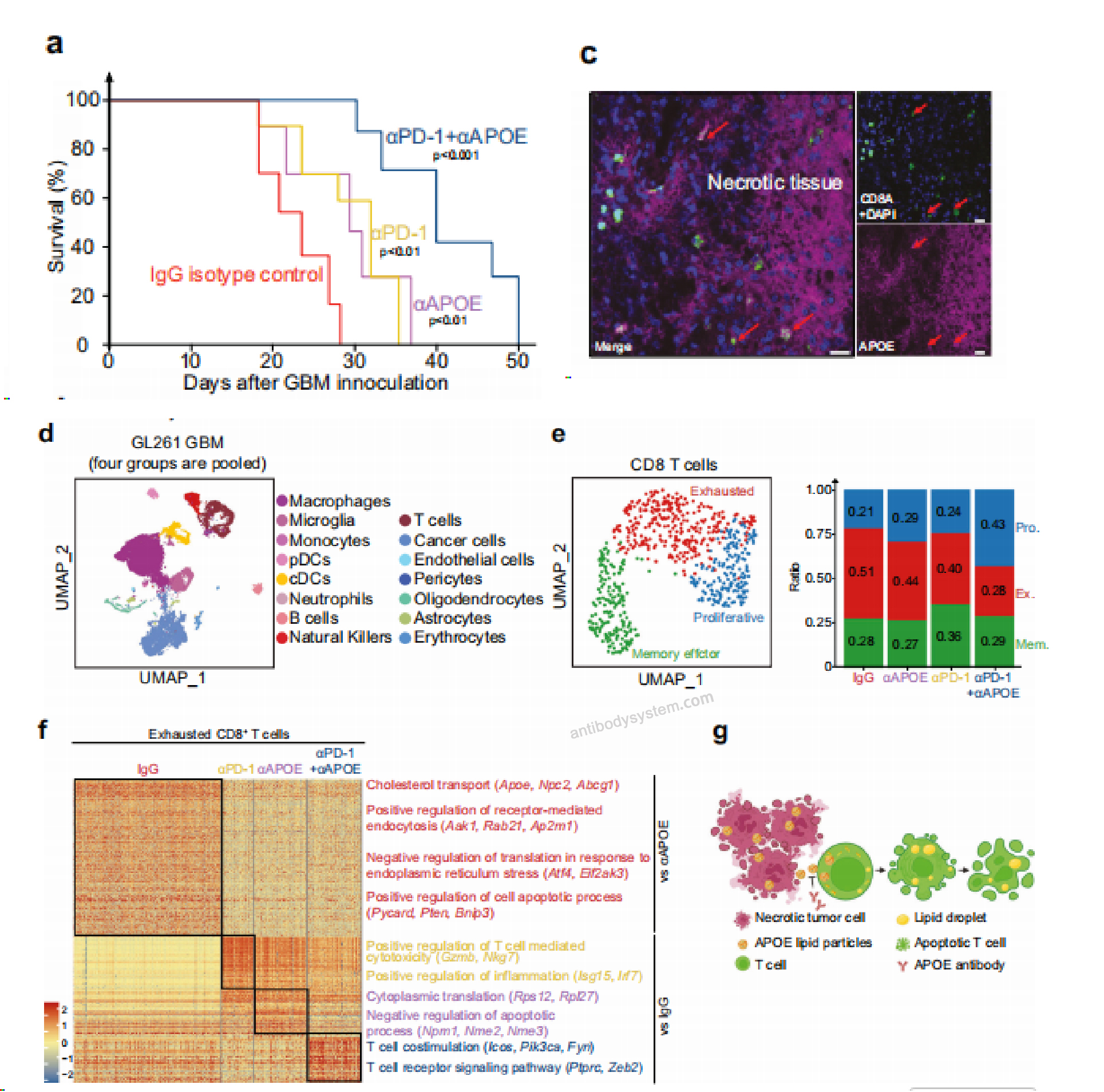 Bioactivity for Anti-Mouse APOE Antibody (HJ6.3) ?>