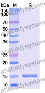 Anti-Mouse Albumin/Alb Nanobody (MSA21)