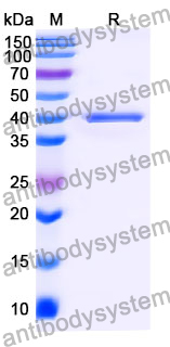 Anti-Mouse CD5/Ly-1 Antibody (SAA2083)