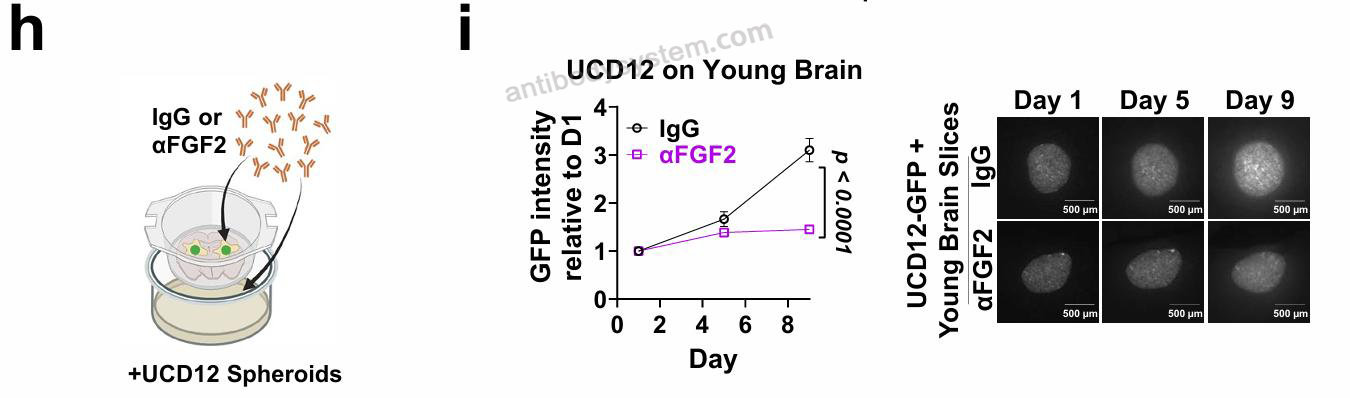 Neutralization for Anti-Mouse FGF2/bFGF Antibody (GAL-F2) ?>