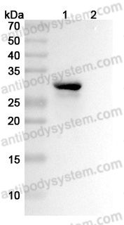 Anti-Mouse HMGB1 Antibody (DPH1.1)