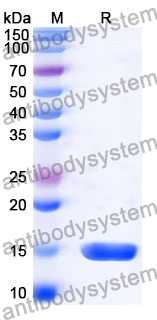 Anti-Mouse CD223/LAG3 Nanobody (SAA0767)