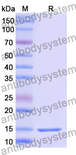 Anti-Mouse CD223/LAG3 Nanobody (Clone:3132)