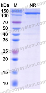 Anti-Mouse Kappa chain  Antibody (SAA0490)