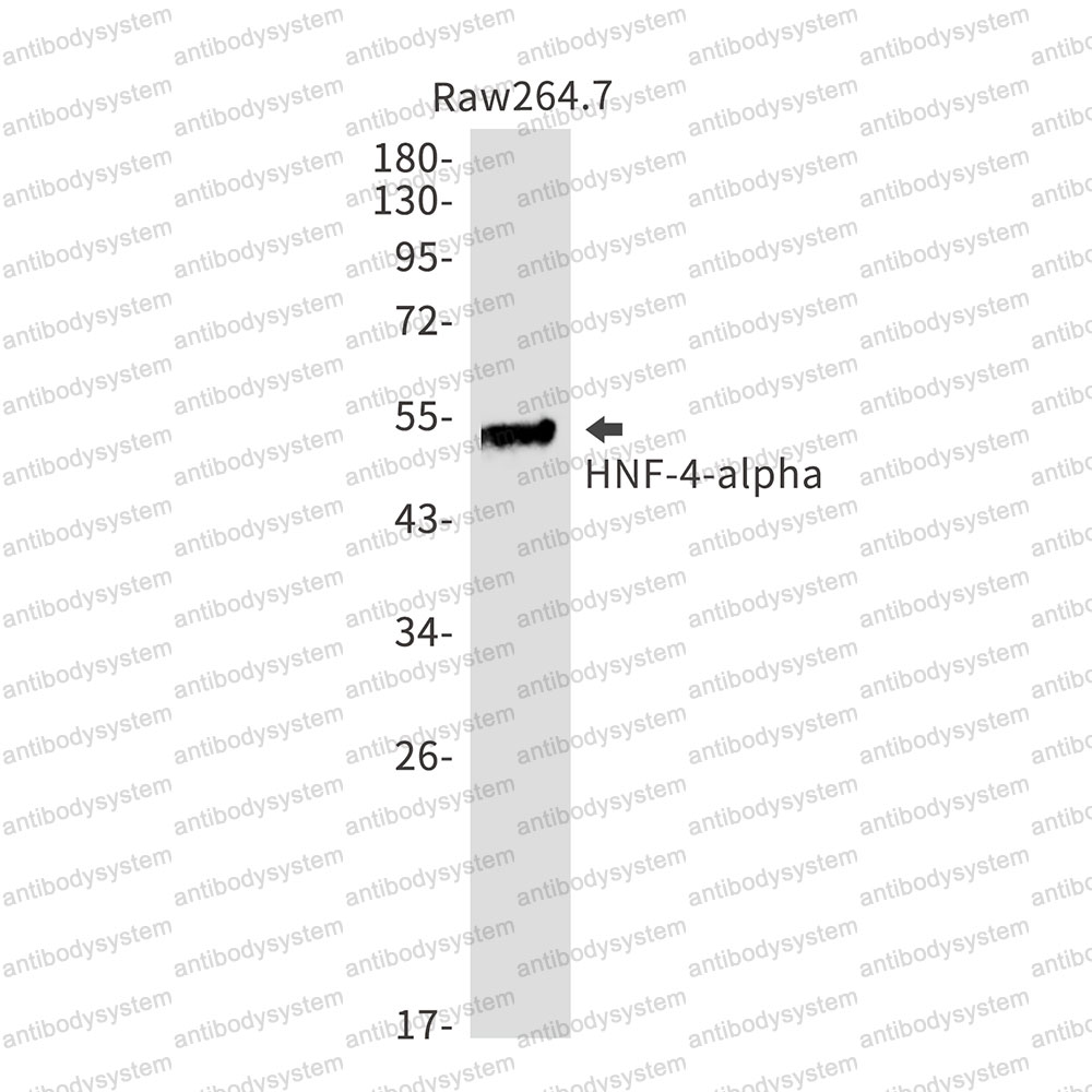 Anti-HNF4A Antibody (R1V90)