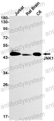 Anti-MAPK8 Antibody (R1W67)