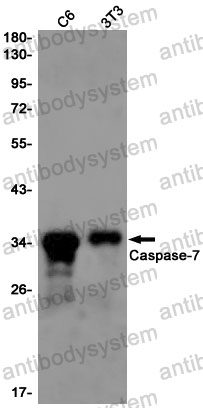 Anti-CASP7 Antibody (R1Z22)