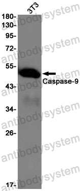 Anti-CASP9/Caspase 9 Antibody (R1Z26)