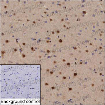 Anti-POU3F1 Antibody (R3Q74)
