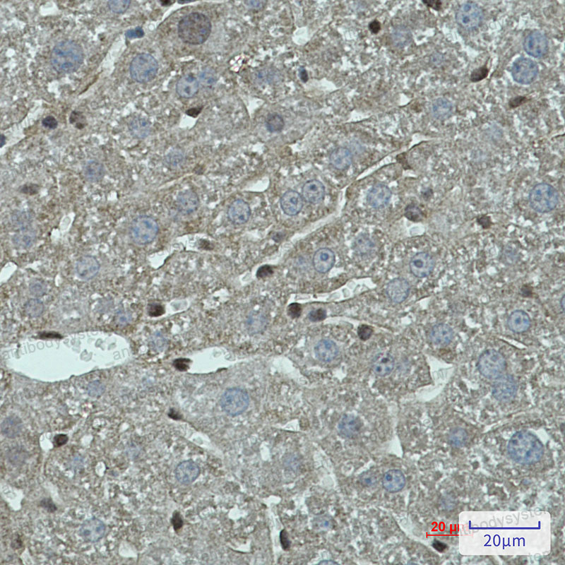 Anti-FADD Antibody (R2D96)
