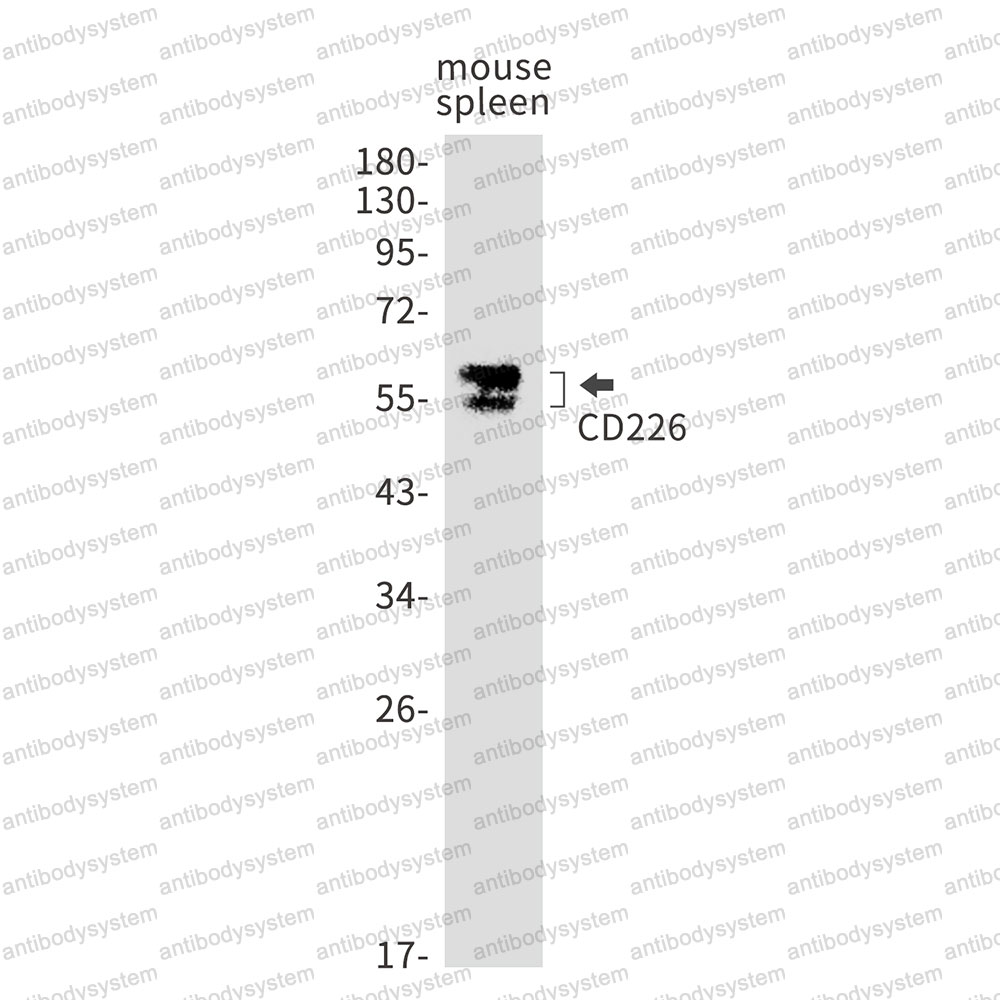 Anti-CD226/DNAM-1 Antibody (R2G60)