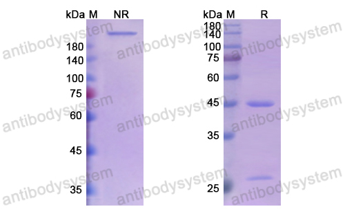 Anti-Mouse DLL4 Antibody (SAA0141)