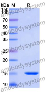 Anti-Mouse CD274/PD-L1/B7-H1 Nanobody (SAA2056)