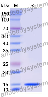 Anti-Mouse CD274/PD-L1/B7-H1 Nanobody (C3)