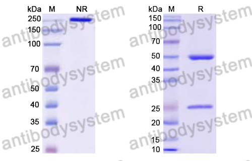 Mouse IgG1 (N297A), kappa Isotype Control Antibody (HyHEL-10)