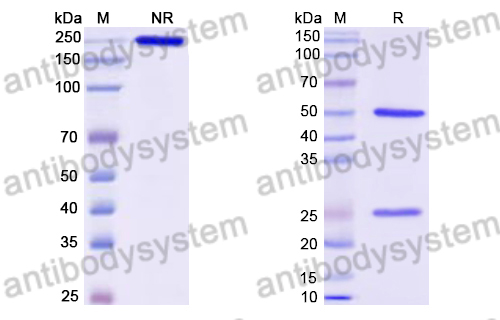 Mouse IgG1 (D265A), kappa Isotype Control Antibody (HyHEL-10)